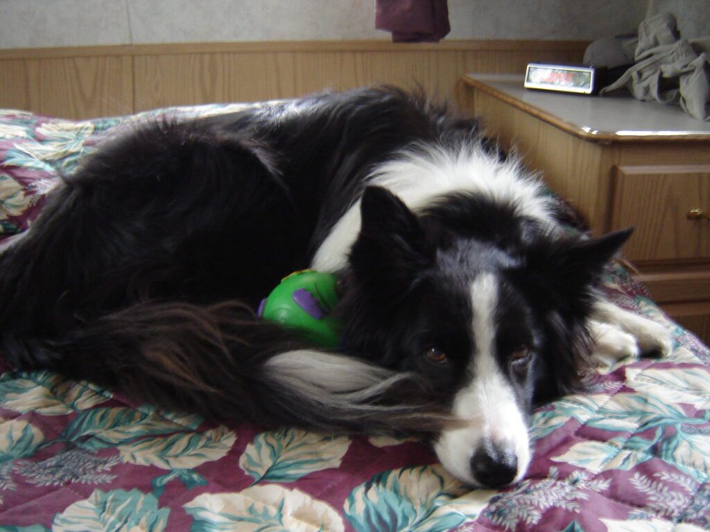 Buddy Protecting His Ball